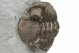 Enrolled Eldredgeops Trilobite Fossil - Paulding, Ohio #224922-2